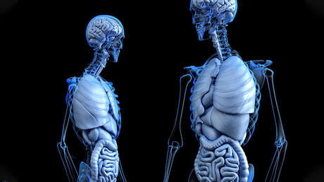 Un estudio halla vínculos entre la grasa del vientre y el tamaño del cerebro