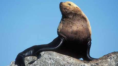 VIDEO: Un león marino de tres metros de altura trata de robar pescado de un camión