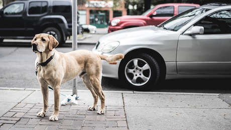 VIDEO: Un perro justiciero evita el robo a un empleado de una estación de servicio en México