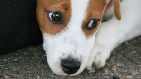VIDEO: Un niño de 7 años persigue desesperadamente a un ladrón que robó su perrito