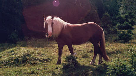 El sobrepeso, la peor 'carga' de los caballos británicos