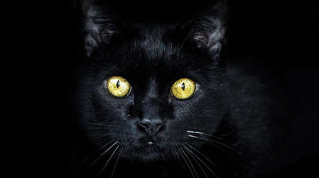 ¿Qué se esconde detrás de las barras? Una nueva ilusión óptica divide opiniones en la Red (FOTO)