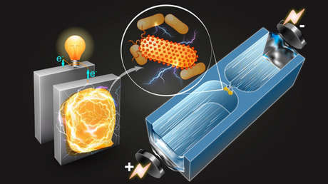 Científicos desarrollan técnica que permite identificar bacterias idóneas para producir electricidad
