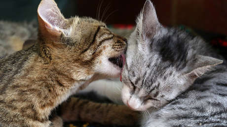 VIDEO: Alquila en California un estudio para dos gatas por 1.500 dólares al mes