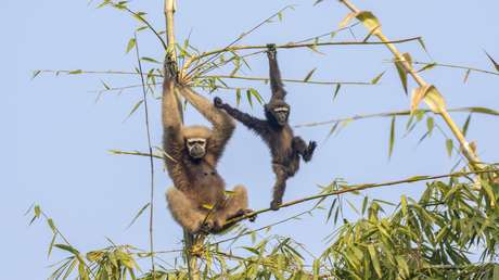 "Espectáculo raro": Graban en China a una cría de gibón abrazando a su madre (VIDEO)