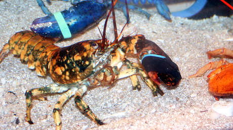 FOTO: Una rarísima langosta se salva de convertirse en comida gracias a su insólita coloración