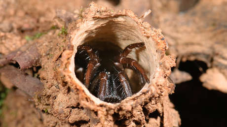 VIDEO: Esta araña construye pequeñas torres para acechar y atacar súbitamente a sus presas