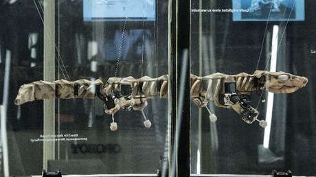 VIDEO: Esqueleto de reptil gigante de 300 millones de años 'resucita' como robot