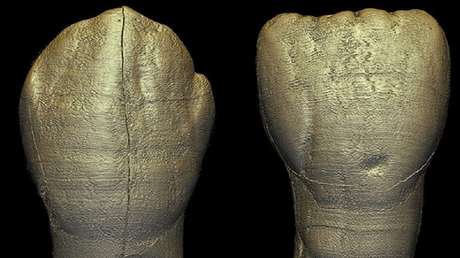 Encuentran sorprendentes similitudes con los humanos modernos en los dientes de un niño homínido