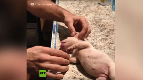 VIDEO: Salva a un pequeño cachorro con una improvisada y valiente maniobra de reanimación