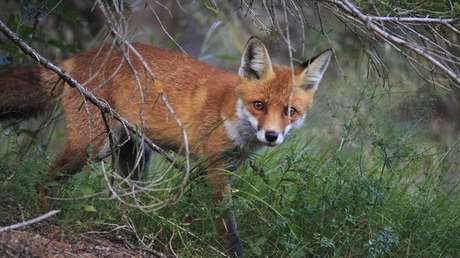 VIDEO: Captan una inusual lucha por un chorizo entre un zorro y un gato
