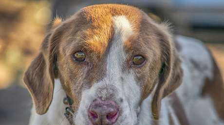 VIDEO: Un perro sube a la pasarela y roba el protagonismo a los modelos en la India