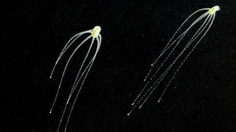 Científicos inhiben un gen de una hidra y obtienen 'monstruos' multicabeza