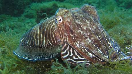 VIDEO: El momento en que una roca 'se convierte' en un pulpo