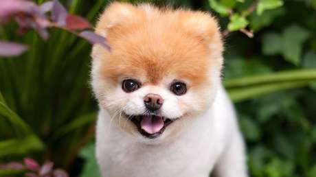 Muere con el "corazón roto" el 'perro más lindo del mundo'