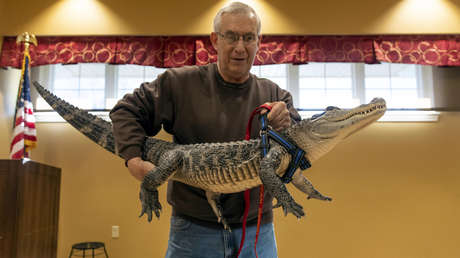 "Es como un perro": Un estadounidense tiene un caimán como mascota de apoyo emocional (FOTOS)