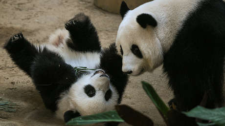 Lo más interesante e insólito del mundo la última semana en 20 imágenes