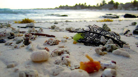 Hallan muerta una criatura marina similar al 'peluquín' de Donald Trump