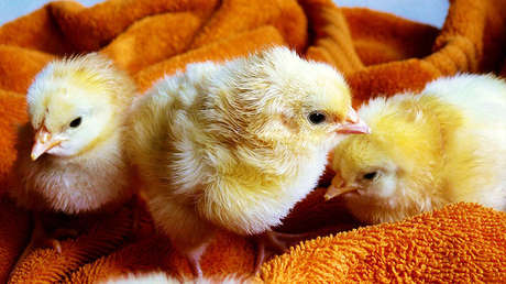 Científicos editarán genéticamente un 'superpollo' inmune a la gripe para evitar pandemia mortal