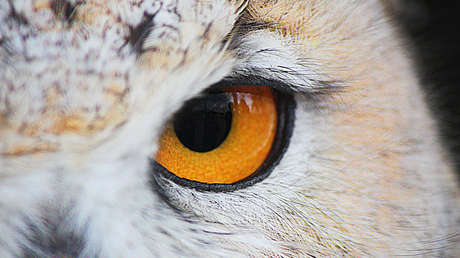 Científicos crean una cámara que permite reproducir la visión de las aves (FOTO)