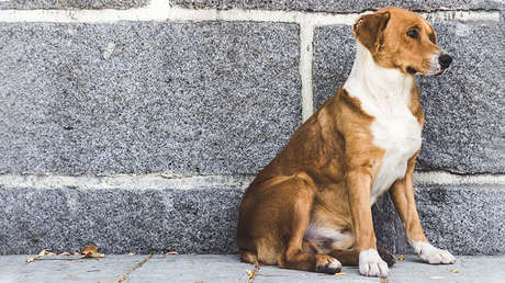 VIDEO: Un perro guía a una ambulancia hacia el lugar donde su dueño se había desmayado