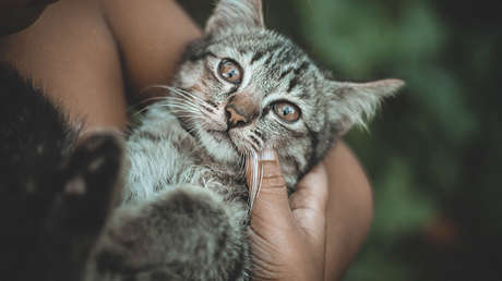 Una joven británica queda paralizada tras adoptar a una gata callejera