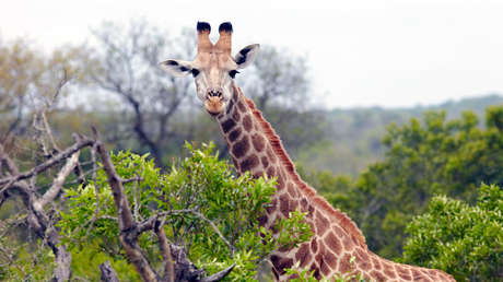 VIDEOS: Tras una heroica defensa, una jirafa ahuyenta a varias leonas que intentaban cazarla