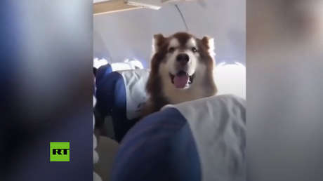 VIDEO: Este tierno pasajero aéreo de cuatro patas causa furor en China