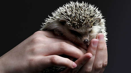 "No besen ni abracen erizos": El Gobierno de EE.UU. advierte sobre un brote de infección