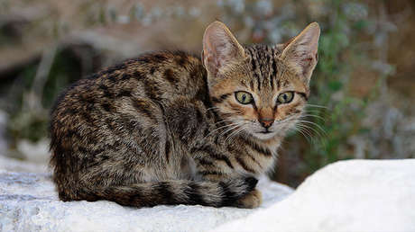 VIDEO: Un niño ruso salva a una gata que buscó calor debajo de un auto y quedó aprisionada en el hielo 
