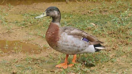 "El pato más solitario del mundo" muere atacado por perros