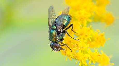 Una turista regresa a casa de un viaje con larvas de una rara mosca tropical en el interior de su cabeza
