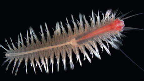 Encuentran en el Caribe una nueva y rara especie de crustáceo que parece un ciempiés nadador