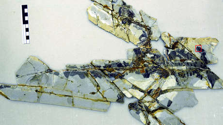 Un fósil de hace 160 millones de años da pistas de cómo evolucionaron las aves hasta poder volar