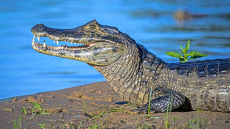 Polémica en Colombia tras la decisión del Gobierno de permitir la venta de piel del caimán de aguja