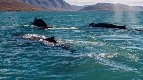 Sonares militares podrían ser la causa de varamientos masivos de ballenas