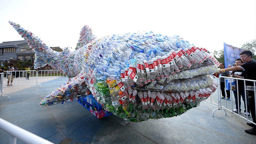 Científicos analizan mamíferos marinos muertos de distintas especies y hallan microplásticos en todos