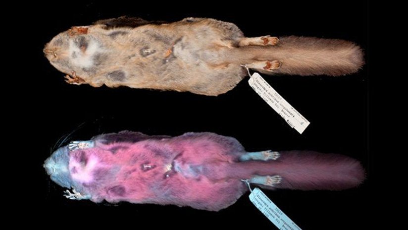 Las ardillas voladoras emiten una fluorescencia rosa frente a la luz ultravioleta y no se sabe por qué