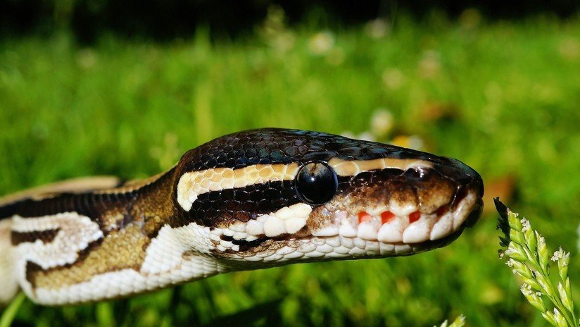 VIDEO: Policías indonesios usan una serpiente para interrogar a un sospechoso