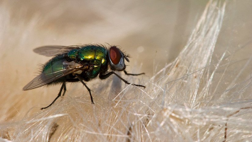 Científicos vaticinan epidemias masivas de intoxicaciones e infecciones