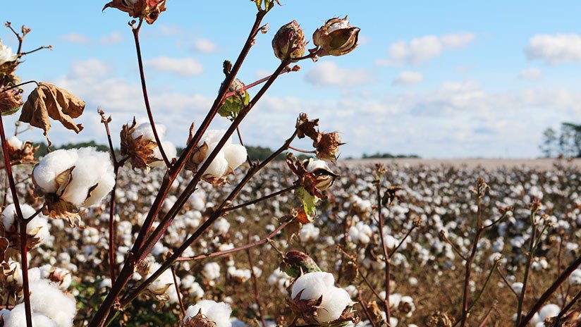 EE.UU.: Alumnos de una escuela recogen algodón y cantan una "canción de esclavos" en una excursión (VIDEO)