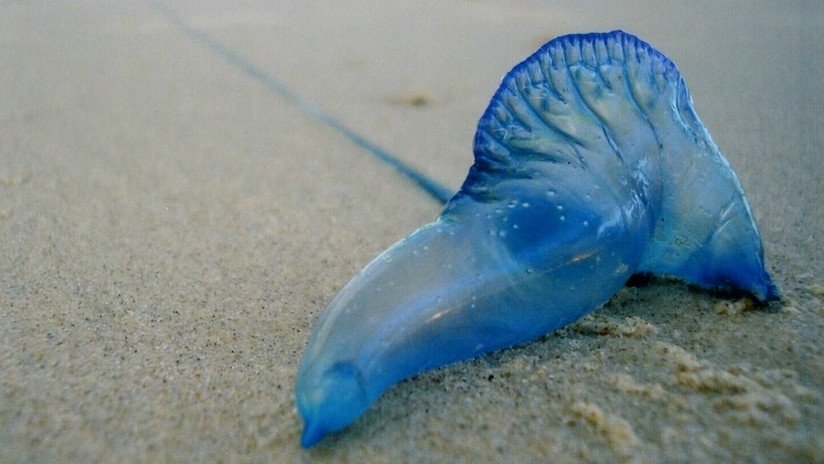 VIDEO: 'Medusa' venenosa de 2,5 metros asusta a un surfero australiano