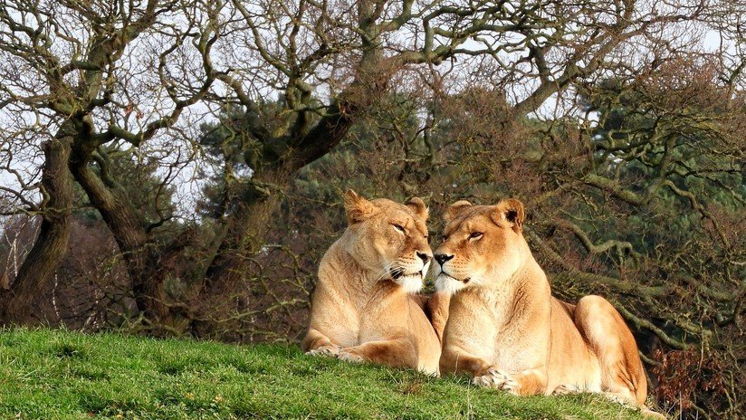VIDEO: Captan el momento exacto en que un león se interpone en el camino de una leona y le arruina la caza