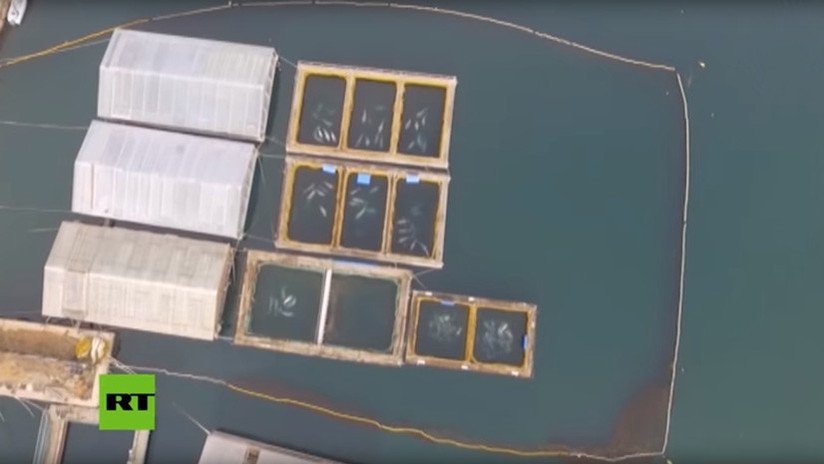 Rusia inicia nueva investigación contra los responsables de la 'cárcel de ballenas'