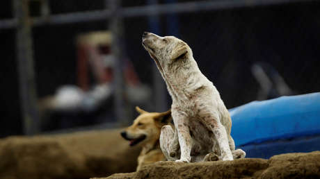 Una jauría de perros ataca y mata a una mujer en México