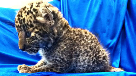 VIDEO: Hallan un cachorro de leopardo en la maleta de un hombre en un aeropuerto de la India