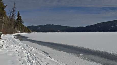 El 'misterio del ombligo' del oso de nieve queda resuelto