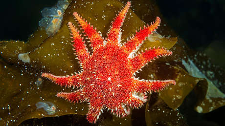 Descubren un 'desierto submarino' en el Pacífico que podría provocar un desastre medioambiental