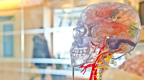 Comprobado: El cerebro de las mujeres es siempre tres años más 'joven' que el de los hombres