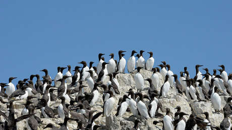 Holanda trata de descifrar la misteriosa muerte de unos 20.000 araos aliblancos